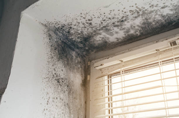 Affordable Black Mold Remediation solutions in Franklin, KY